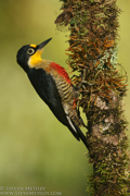 BRAZIL - ATLANTIC RAINFOREST